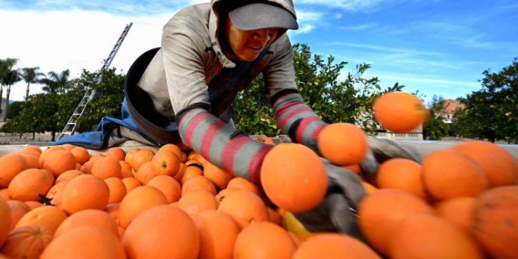 Orange juice prices are going through the roof — forcing some makers to consider alternative fruits