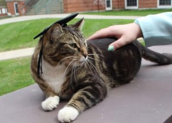 Biden, world leaders and veterans mark D-Day’s 80th anniversary in France