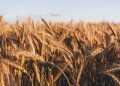 EU Black Sea Wheat Prices Drop Amid Record 10.5M Ton Harvest