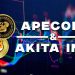 ApeCoin and Akita Inu: ApeCoin drops to support again
