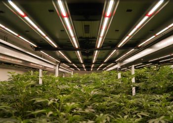 Trump signals support for Biden plan to loosen marijuana restrictions