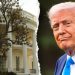 Does President Trump really need to cut down Andrew Jackson’s magnolia tree? Expert weighs in