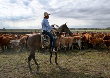 Trump’s Argentina beef import plan will harm U.S. ranchers, industry warns